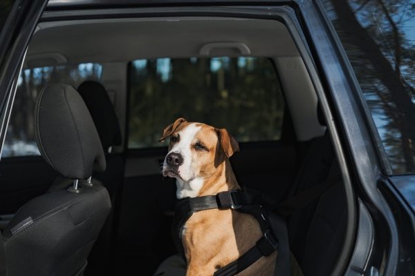 Pas sa sigurnosnim pojasem spreman za vožnju automobilom